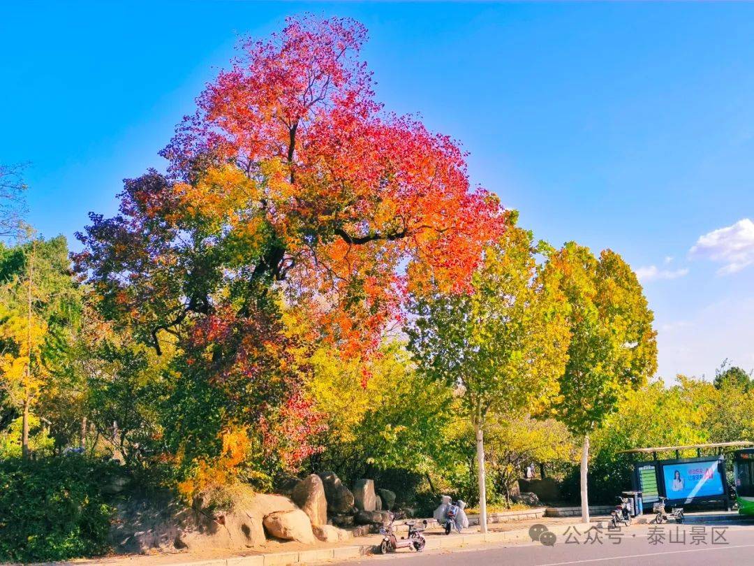 泰山脚下乌桕叶正红 惊艳醉初冬
