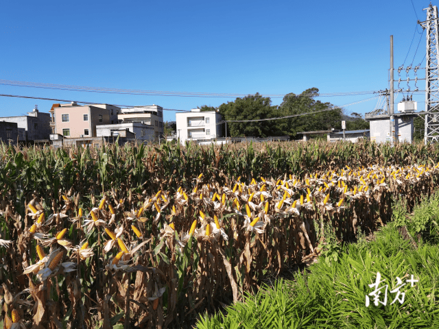 广东电白曙光农场图片