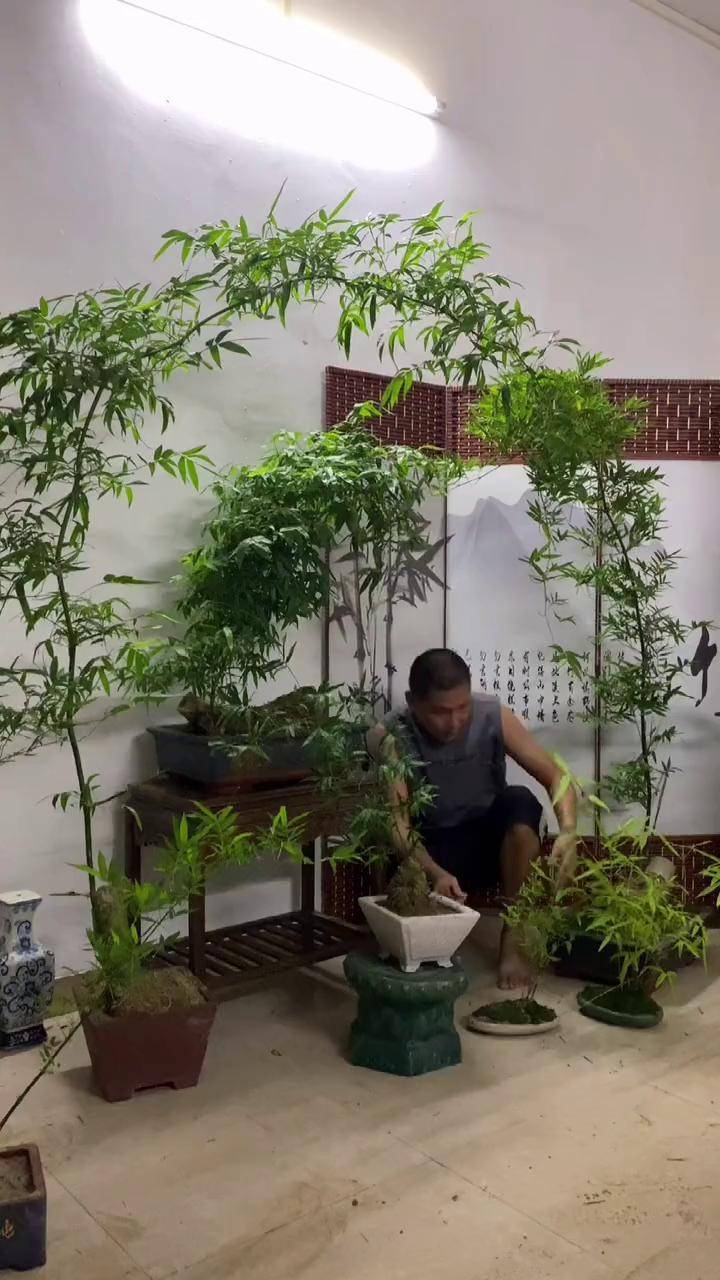 簕竹盆景 老桩盆景