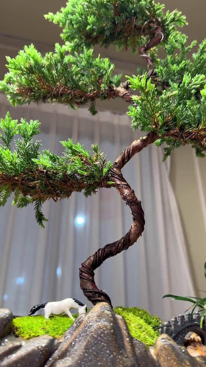 千年松,万年柏树,真正好养的迎客松迎客松盆景 花卉绿植 精品盆景
