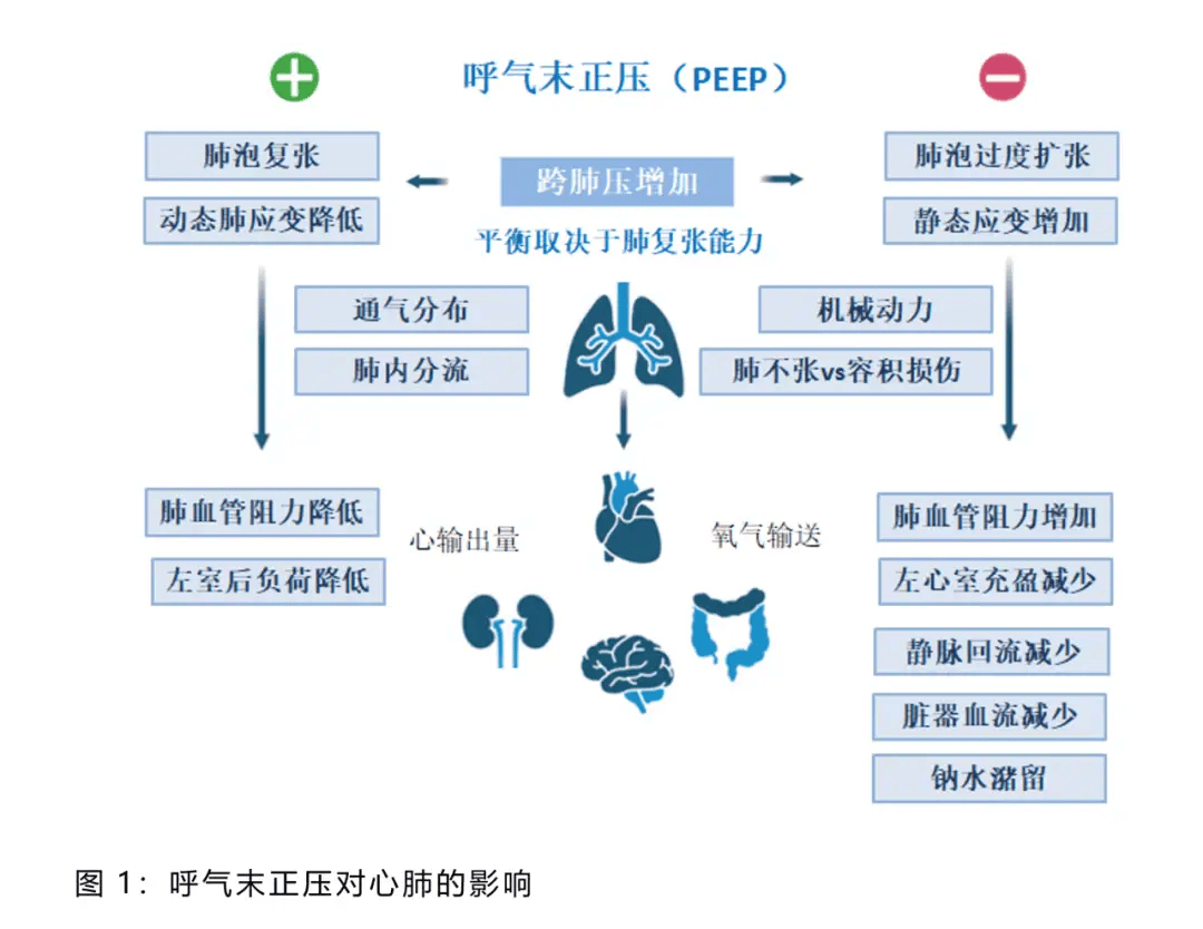 气胸发病机制图片