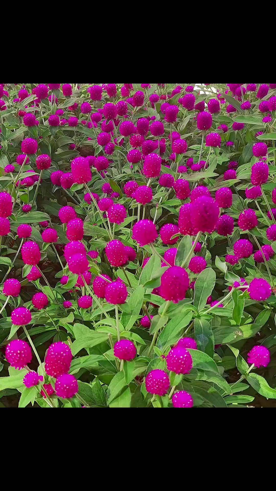 百日红又叫千日红,耐高温耐干旱,花开后还可做成干花养花