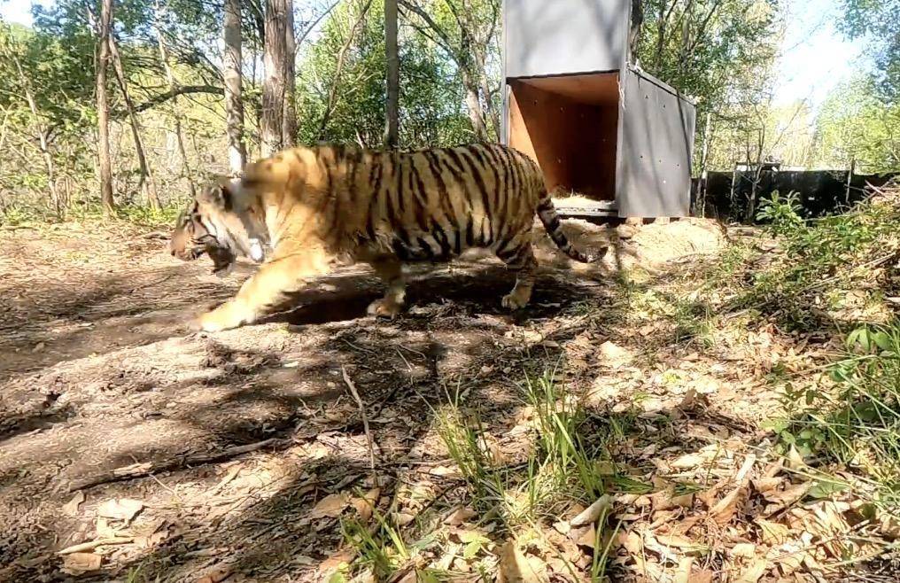 最准一码一肖100%精准:猛虎再下山：东北虎进村咬伤人事件背后的紧急应对和多方治理