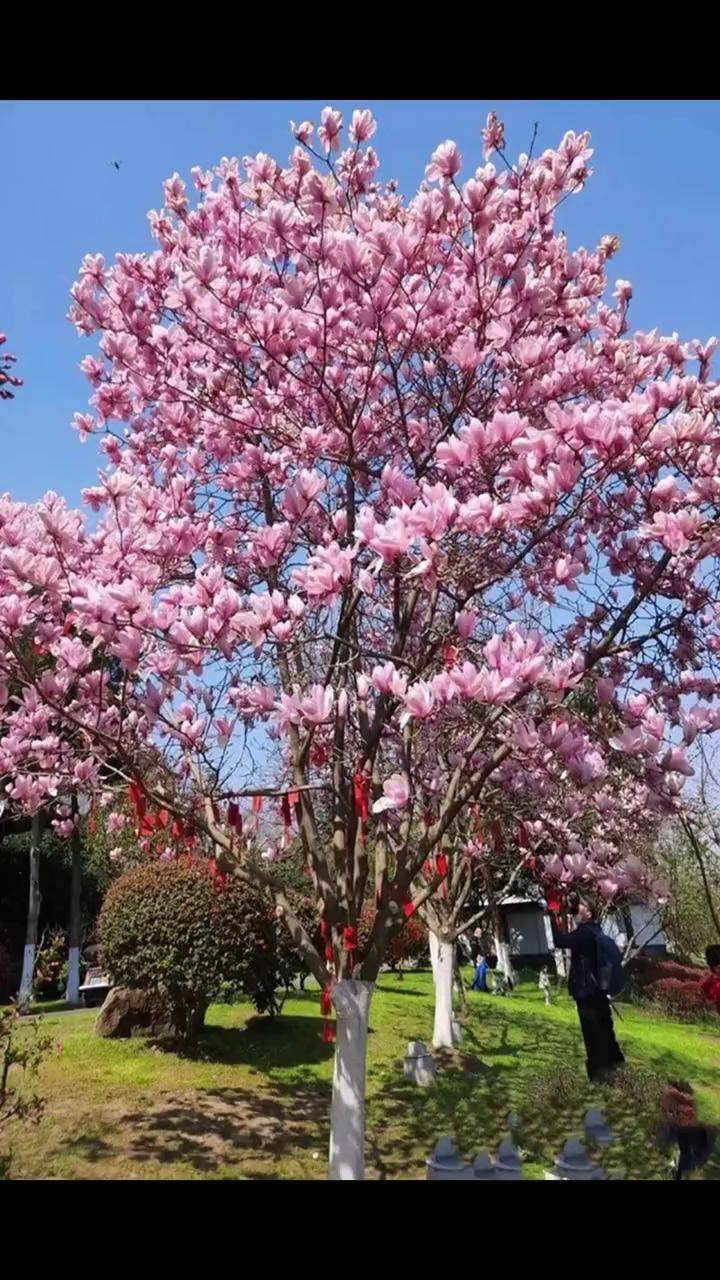 门前种颗玉兰花,明年开春满树繁花,耐热耐寒,南北方都能养园艺 家庭