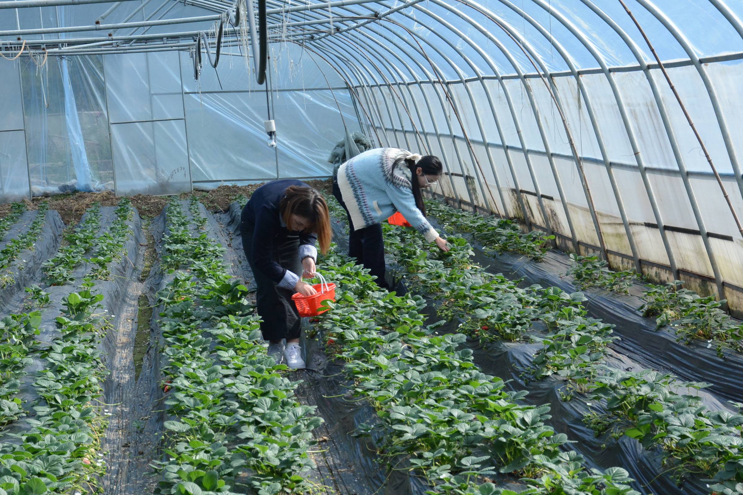贵州织金:草莓上市,邀你一起共享"莓"好时光