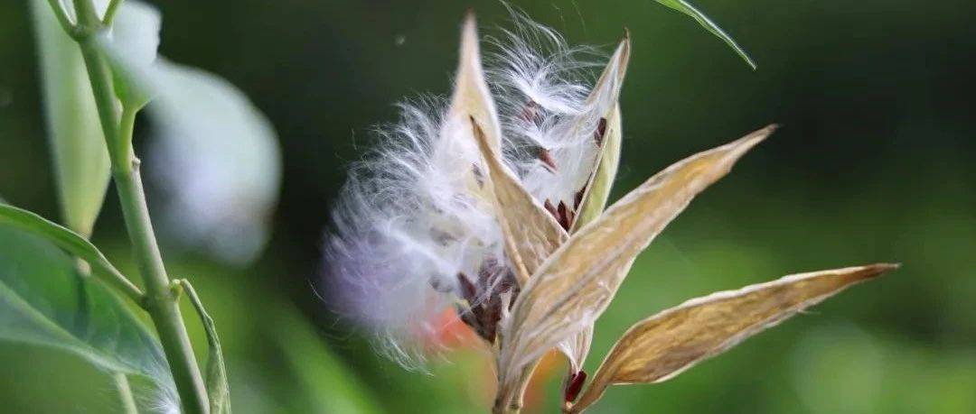 会飞的种子丨种子风力传播科学探究课招募_华南_植物_活动