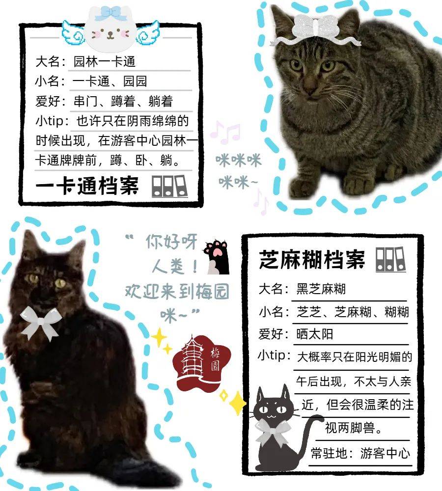 小偷猫图鉴图片