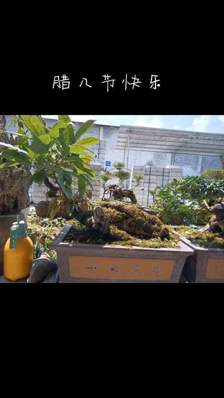 盆景 老桩盆景 岩豆藤老桩盆景别墅庭院植物 听歌赏盆景