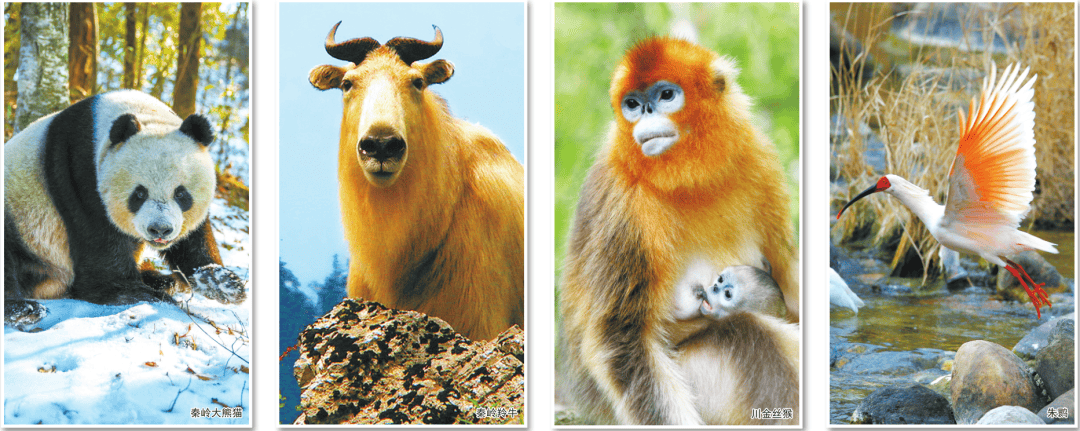 "秦岭四宝":华夏腹地的自然精灵