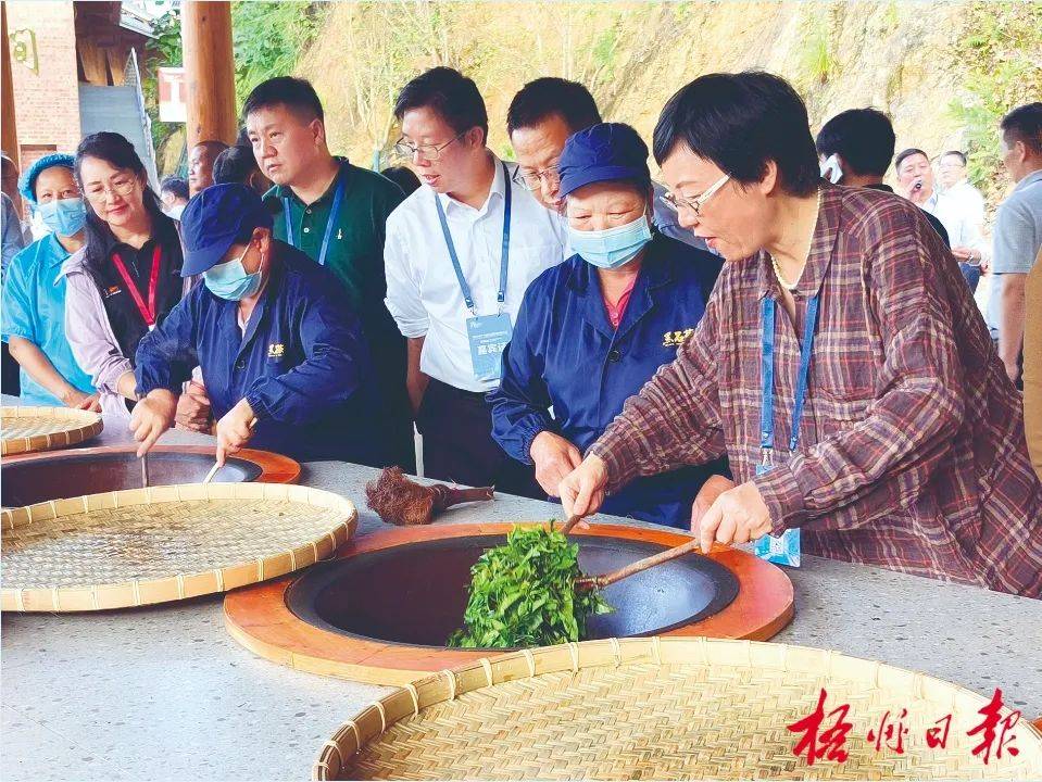 茶香小镇引客来丨市民游客在苍梧县六堡镇尽享采茶乐趣