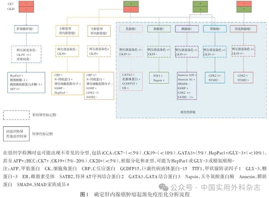 Hepatology肝内胆管癌发生发展过程中的细胞异质性和转的简单介绍