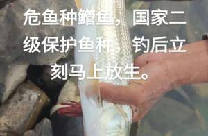 它又回来了!江西垂钓者赣江钓获“鳤”鱼,曾一度消失十年之久_长江_繁殖_数量