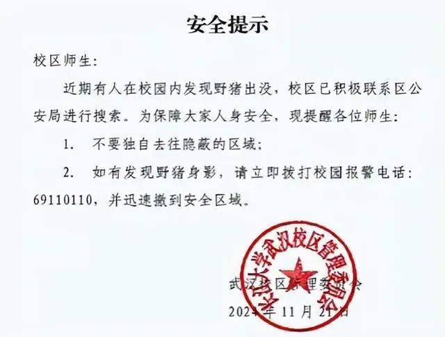长江大学武汉校区出现野猪，校方回应：已将野猪逼到湖里游走