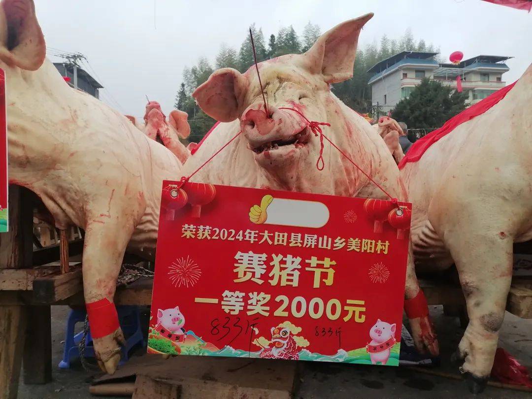大开眼界！三明一地“猪王”诞生！竟重达……_搜狐网