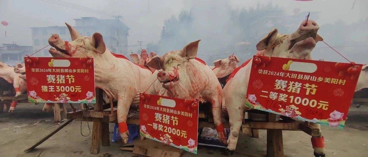 大开眼界！三明一地“猪王”诞生！竟重达……_搜狐网