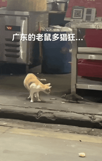 见过广东的大老鼠,还以为是哥斯拉_土猫_见识_季风气候