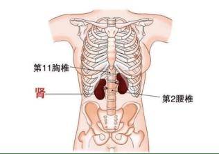 肾 位置图解图片