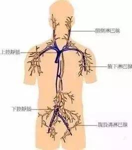 腹腔淋巴结位置图图片