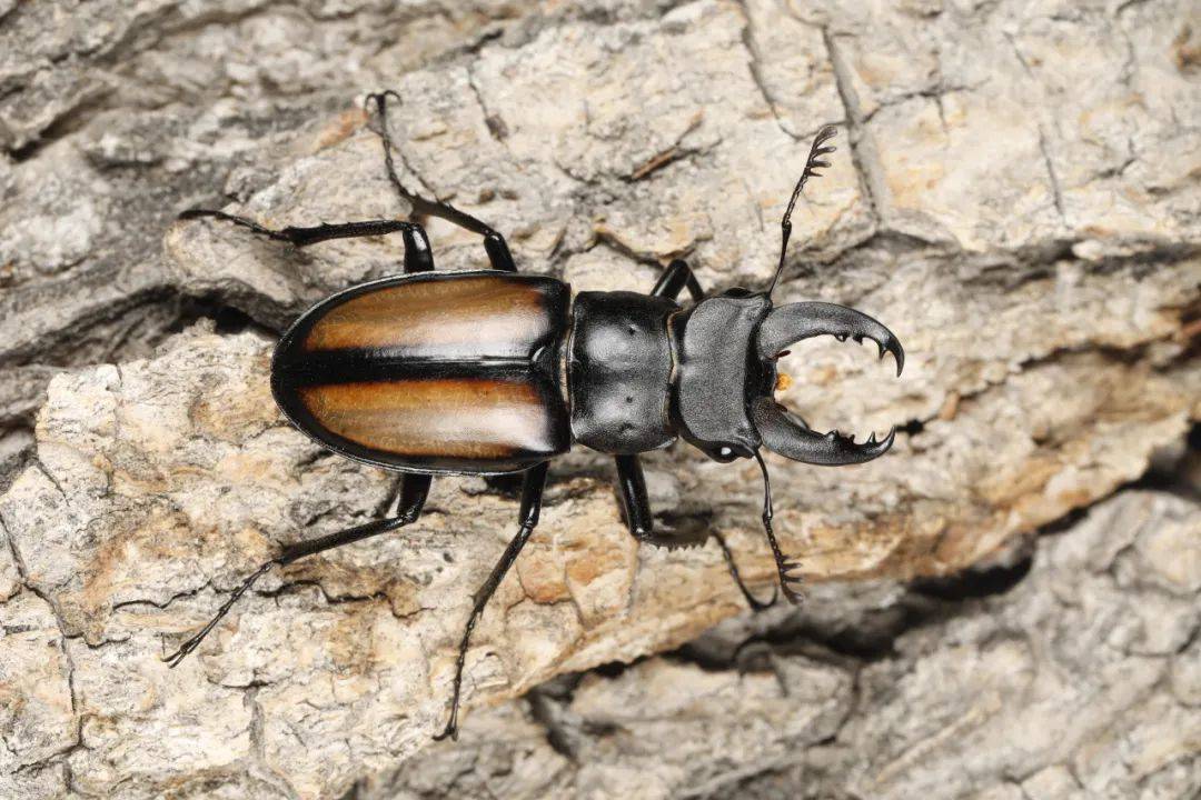 时隔25年,武夷山再次发现深山锹甲新物种!