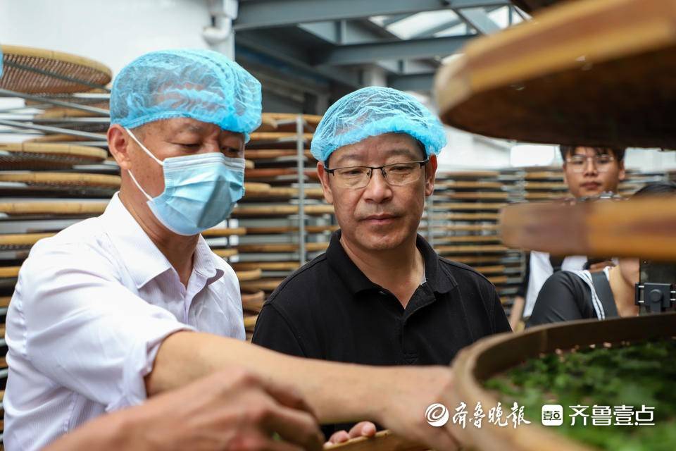 日照圣谷山茶：荣耀之路见品质白茶再启新征程开云网址(图1)