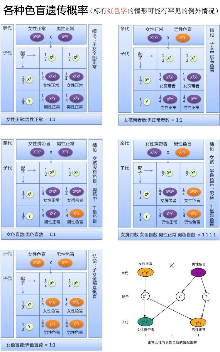 红绿色盲怎么遗传图片