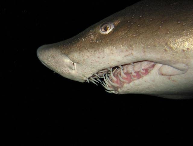 2022年厦门查获6389颗牙,鉴定为鲨鱼牙值300多万,卖牙为何判刑_牙齿