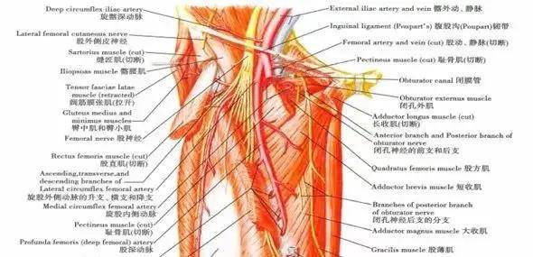 髂筋膜间隙阻滞图片