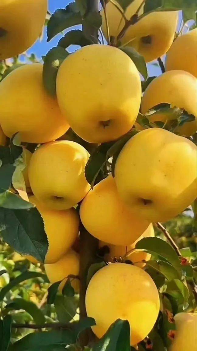 新优苹果品种介绍