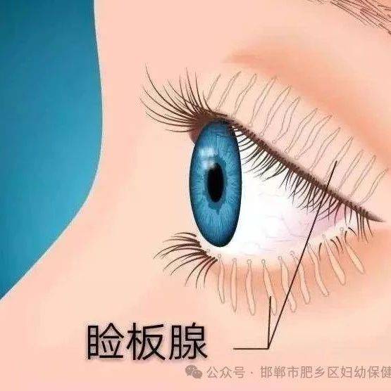 睑缘炎：了解症状、注意事项及治疗方法_眼睑_眼睛_炎症