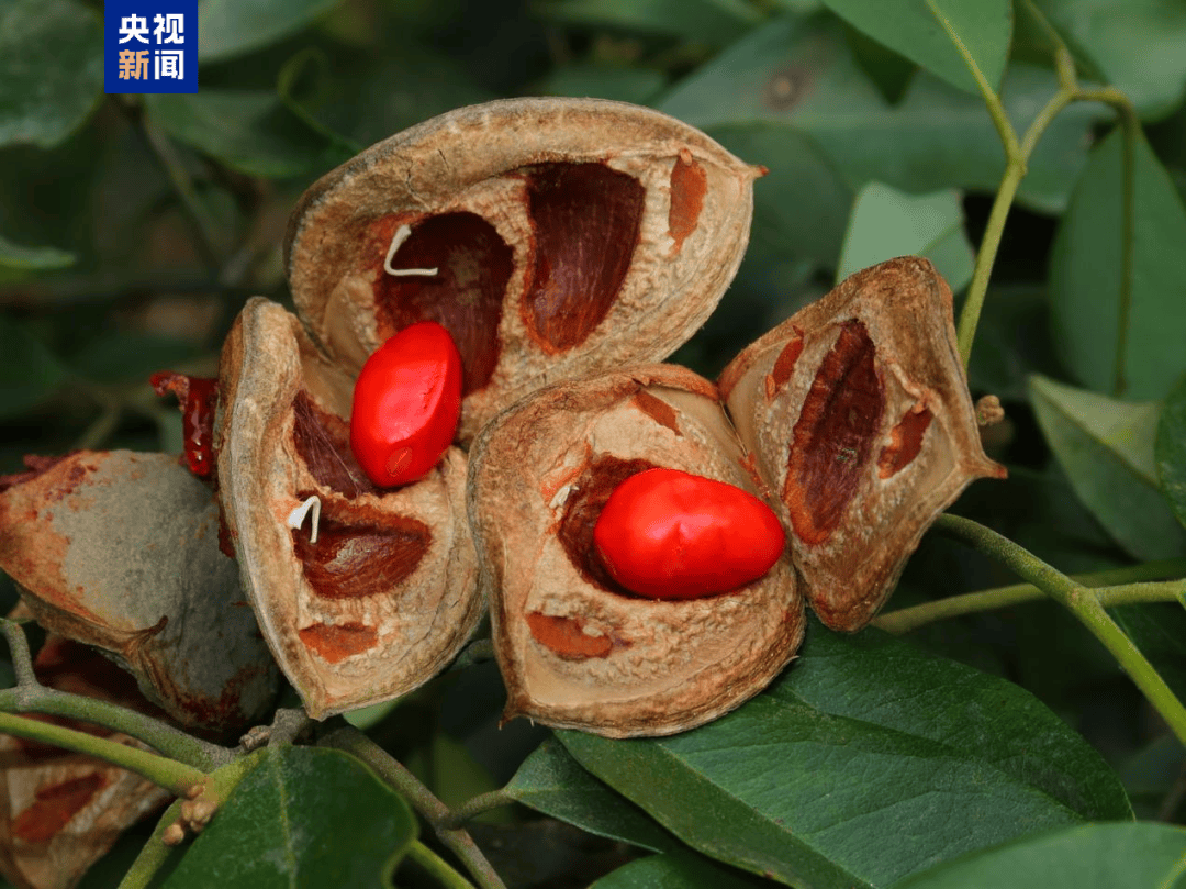 美嘉体育入口濒危植物上新广西特有(图2)