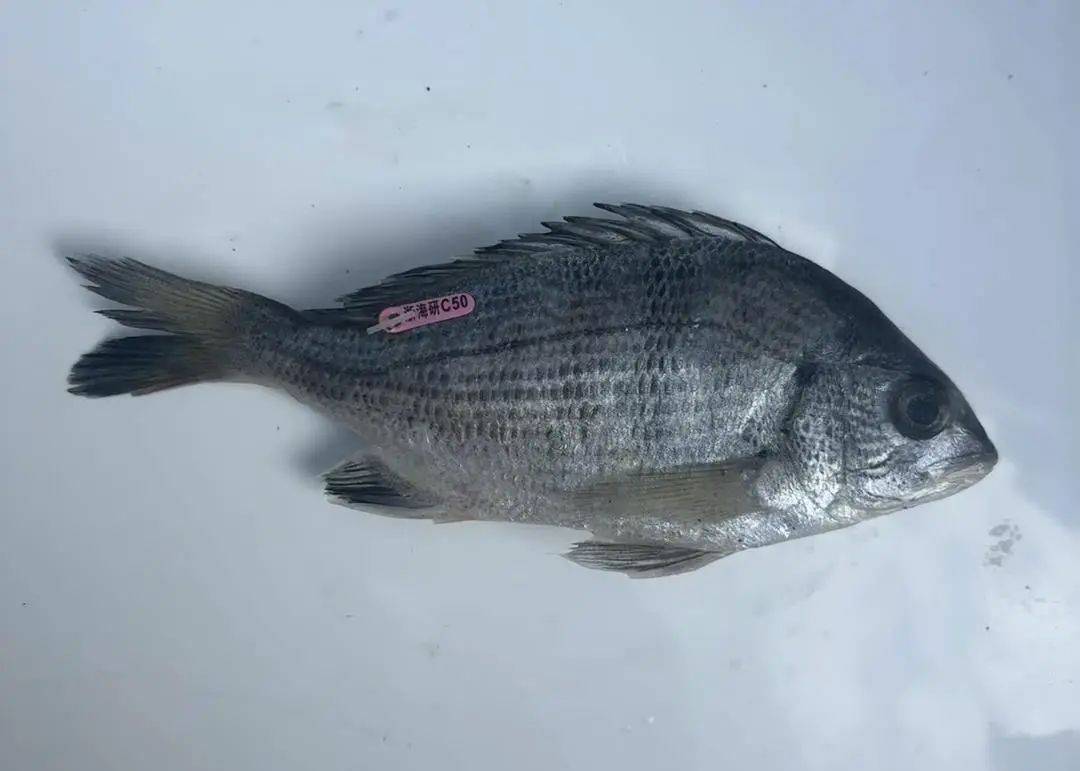 台州男子钓到一条有编码的鱼！印着“浙海研C50”！来历找到了