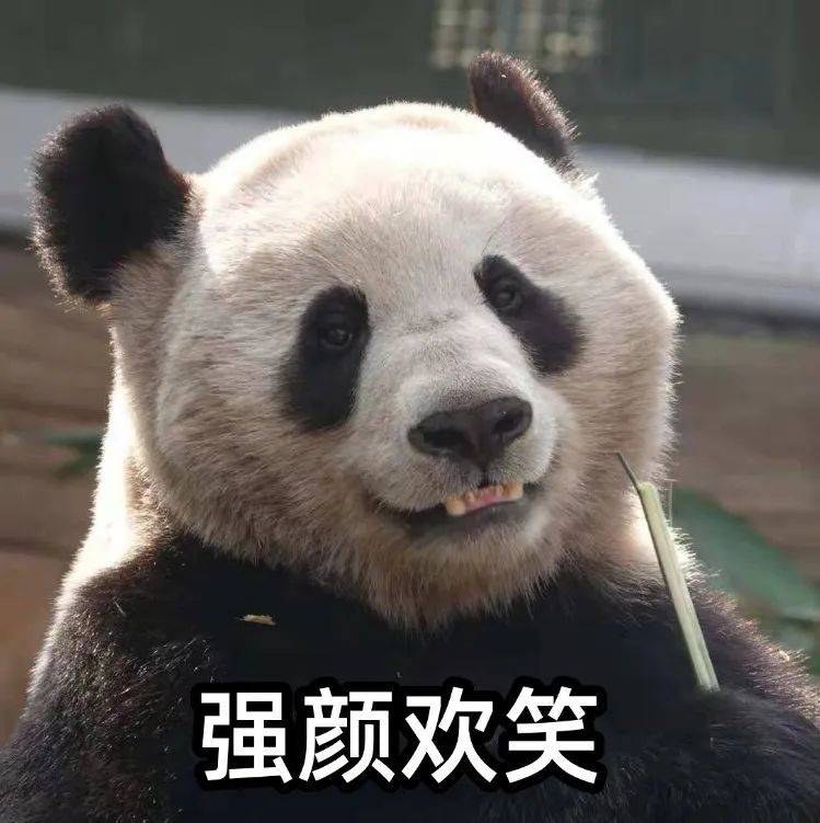 呦呦切克闹!熊猫表情包来一套