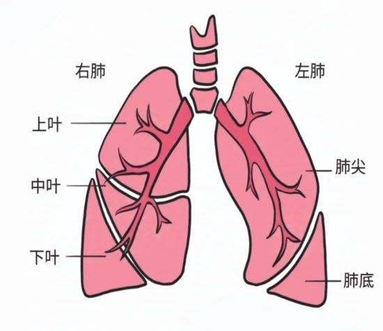 肺叶_阶段_进行