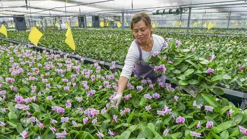 潍坊青州培育“青州花匠”劳务品牌,有效促就业_花卉_发展_产业