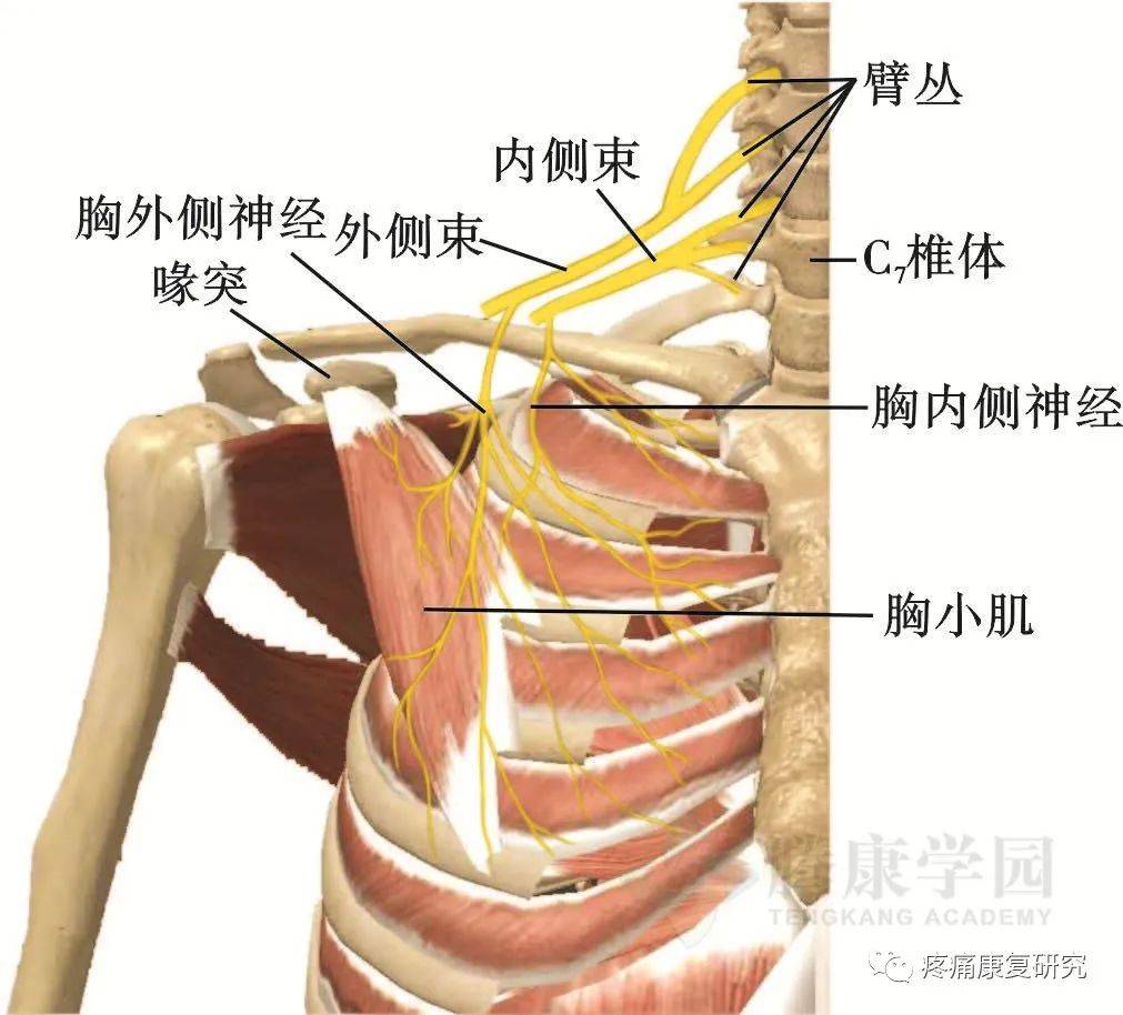 肩胛背神经 来自搜狐网