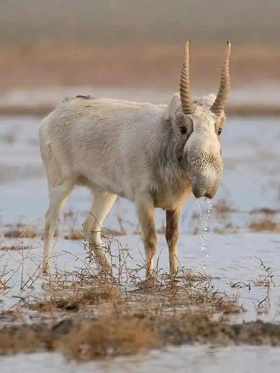 2018年海关查获角制品,是高鼻羚羊角值24万,死羊角为何罚款判刑