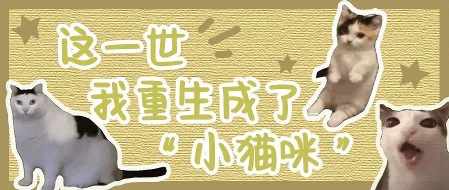 请选择你的猫meme英雄！_林院_小猫_生活