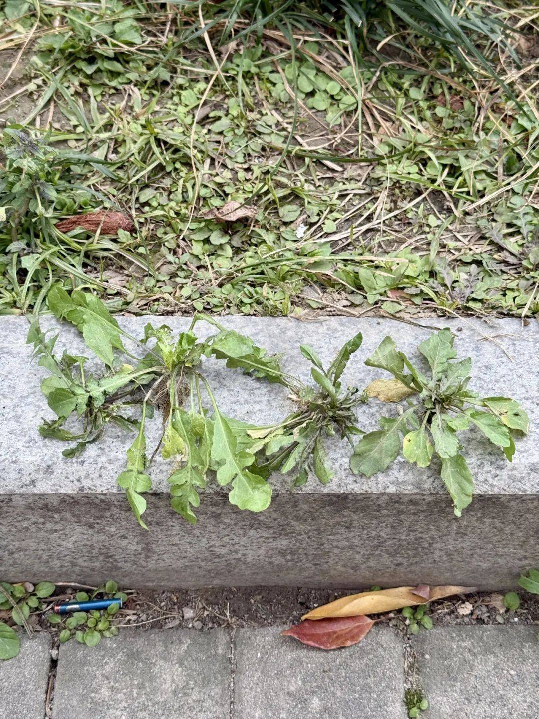 最近杭州不少人迷上在路边白捡它