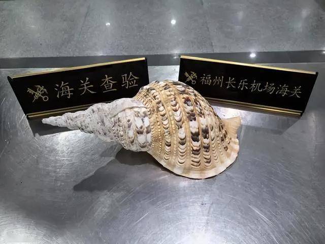 福建海关查获“法螺”，是四大名螺之首，死了的贝壳为何也暂扣？_搜狐网