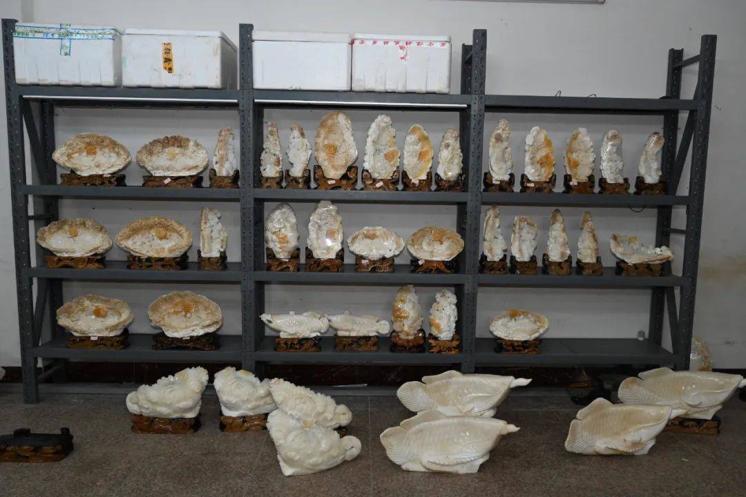 查获砗磲摆件629件8人落网！琼海一涉嫌危害珍贵、濒危野生动物犯罪团伙被摧毁