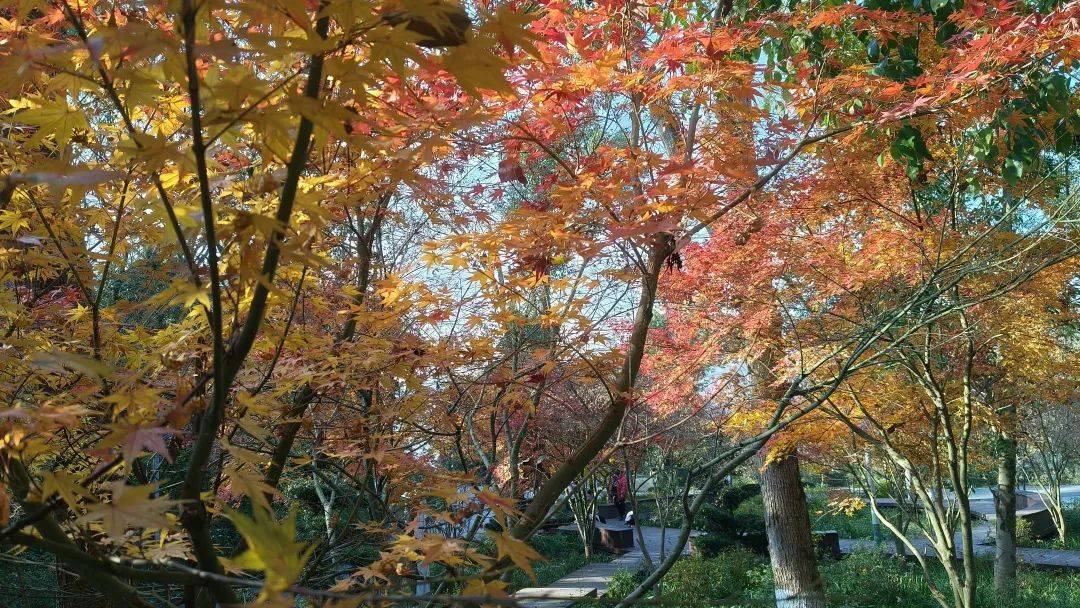 【影画湘西】吉首花果山红叶似火