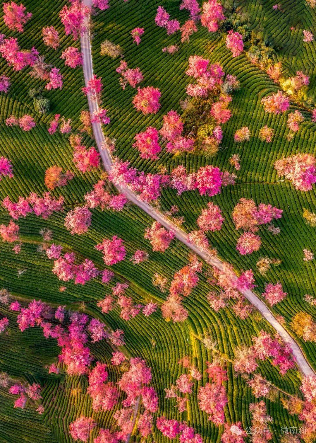 玉溪樱花谷风景区图片