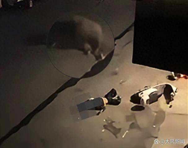 海南陵水民警果断开枪击毙乱冲乱撞伤人疯牛，当地政府提醒：碰到疯牛最好躲开或立即报警