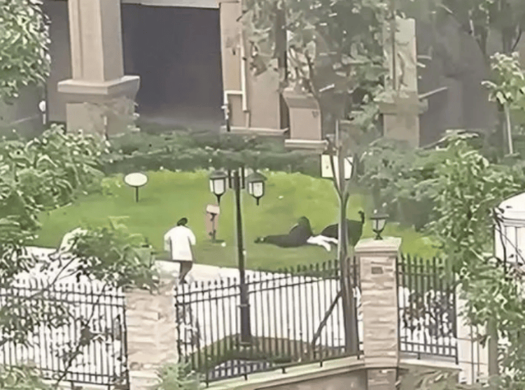 “恶犬伤人”背后的城市管理之困：137部地方法规难管一张“狗嘴”？