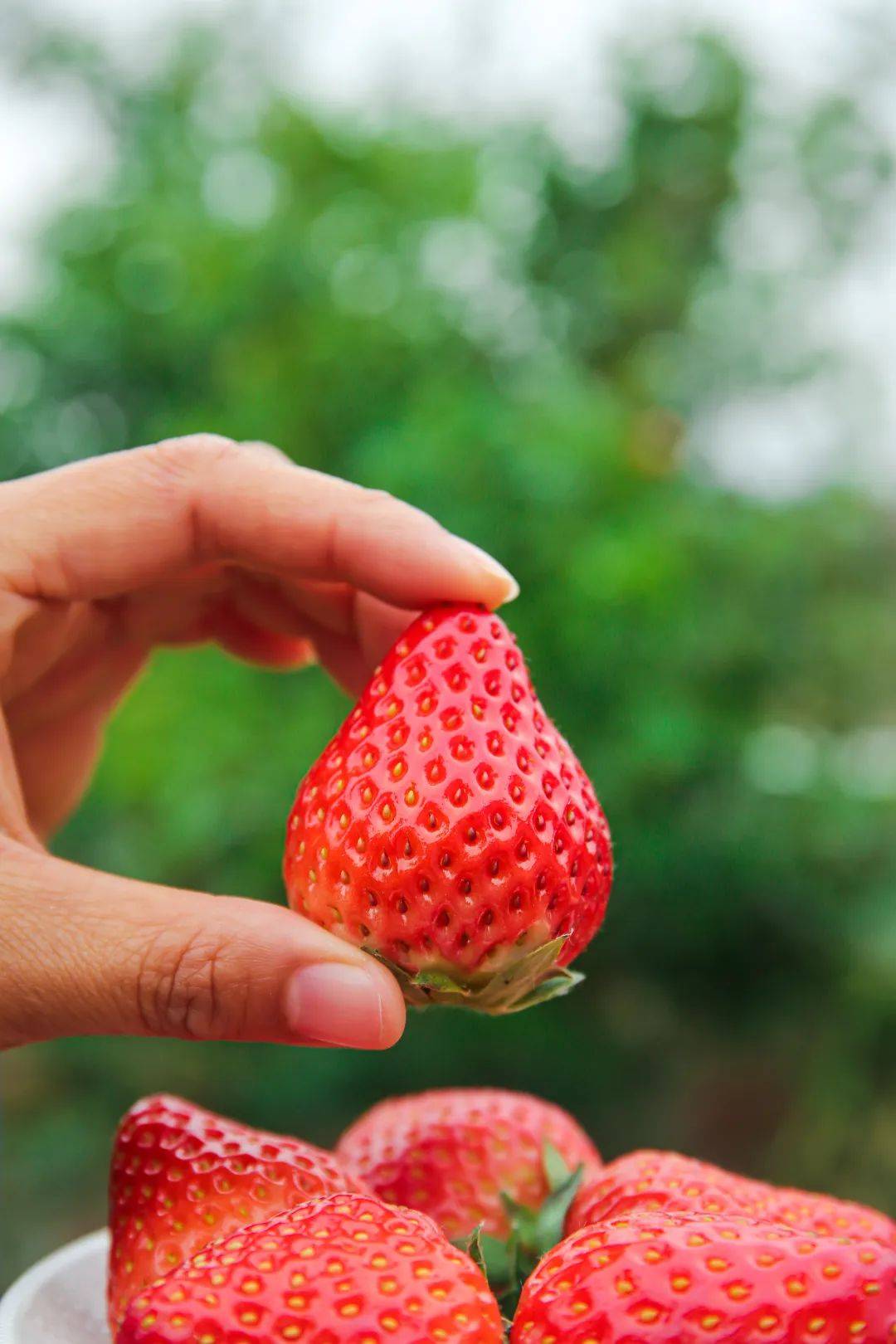 strawberry也要甜甜地度过呀~再寒冷的冬天这份城厢摘草莓攻略奉上