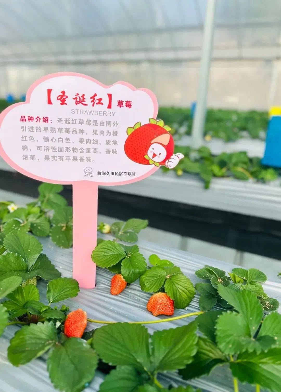 来摘无锡今冬地产头茬草莓