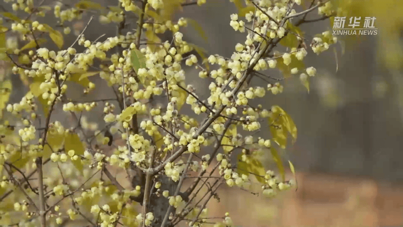 北碚静观腊梅开花时间图片