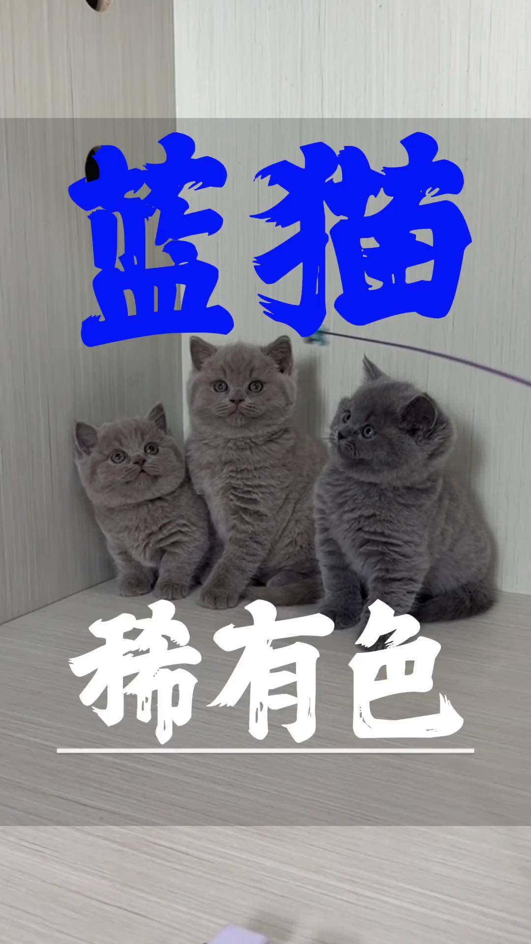 丁香蓝猫和深蓝色猫图片