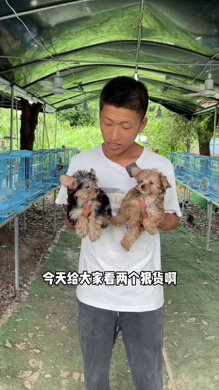 真的太稀少了苏州狗场 苏州 雪纳瑞 适合家养的狗狗推荐 约克夏