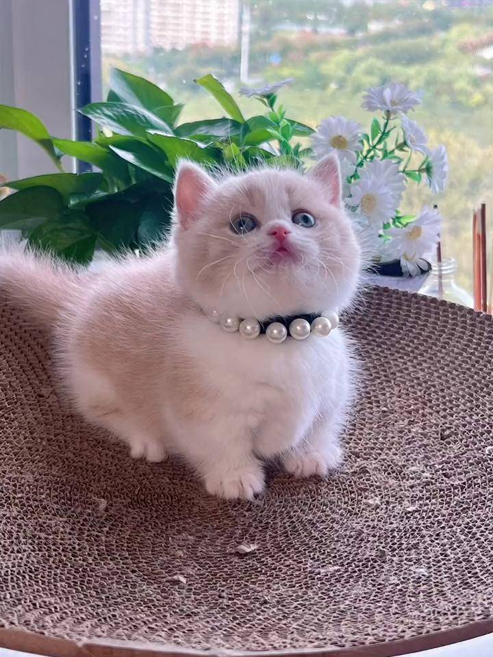 乳白曼基康矮脚妹妹,喜欢的来 蹲家长 ～矮脚猫 治愈系猫咪 曼基康矮